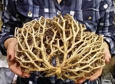 Mary’s Rose,Judea desert