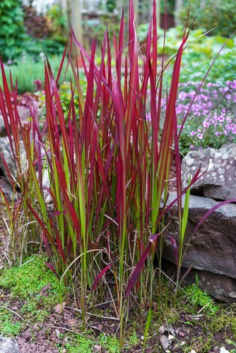 Red hook sedge ornamental - hook,