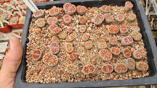 Lithops karasmontana red top - lithops, "red