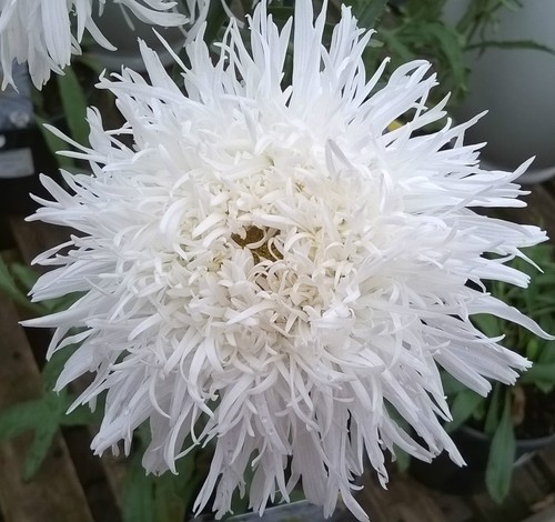 Russian daisy seeds perennial - russian,