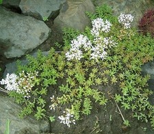 Sedum album (White Stonecrop)