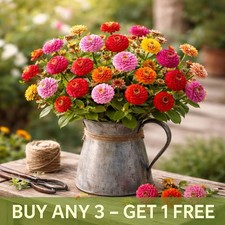 Zinnia Flower Seeds | Lilliput