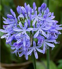 BLUE Agapanthas - 5 plants for