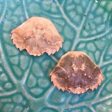 2 X Green Crab Shell Natural