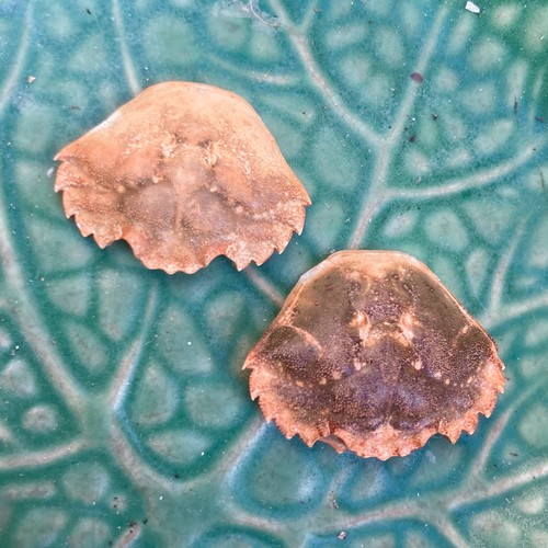 Green crab shell natural - x,