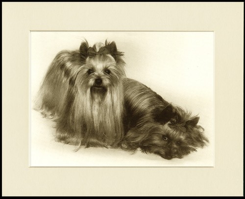 Yorkshire terrier yorkie - terrier,