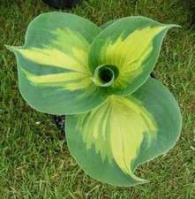 Hosta Dream Weaver garden