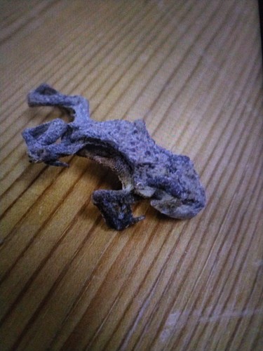 Genuine mummified frog - mummified,