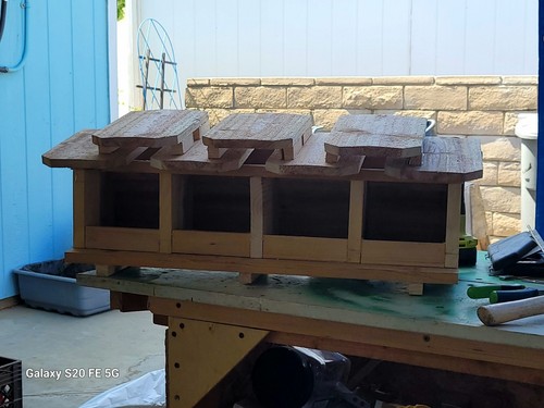 Sparrow nesting box - sparrow,