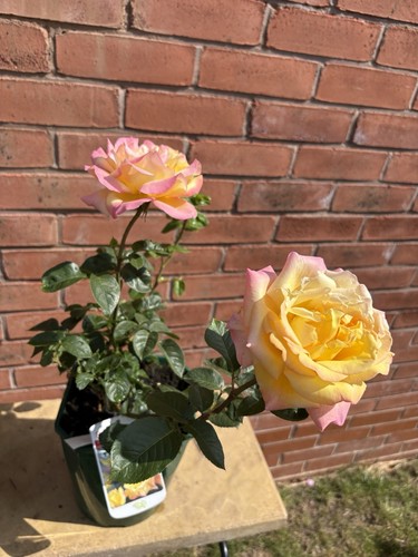Hybrid tea rose plant - tea,