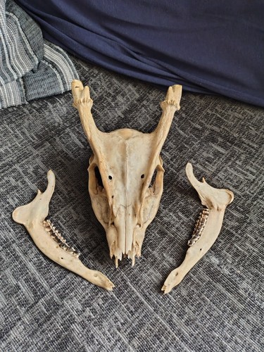 Complete craft muntjac buck - muntjac,
