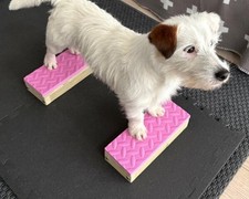 Handcrafted Dog Training