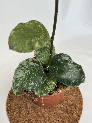 Hoya waymaniae kapua - hoya,