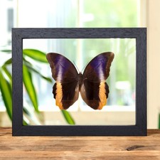 Yellow-Edged Giant Owl