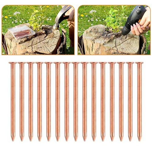 Copper nails 2inch tree stump - tree,