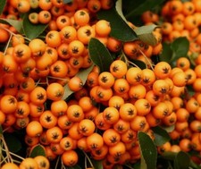 Pyracantha Golden Charmer  1