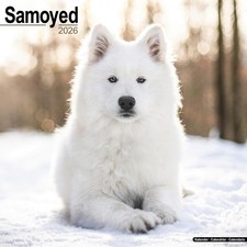 Samoyed 2026 Calendar  Square