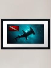 hammerhead shark in the ocean