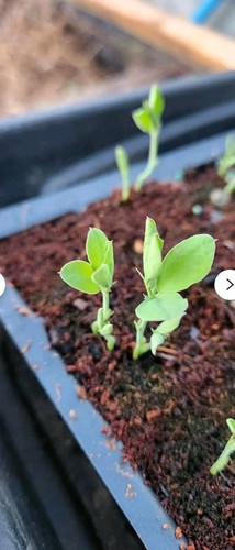 Plugs multi sown sweet - of,