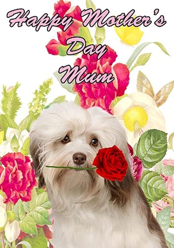 Hmd58 havanese dog rose - dog,