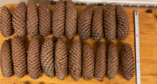 30 Extra Large Pine Spruce