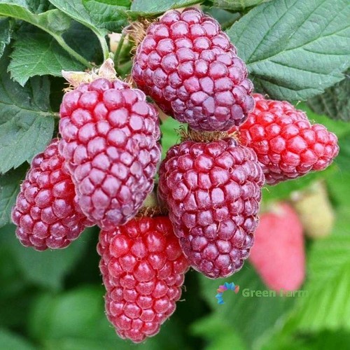 200 seeds tayberry edible - 200,