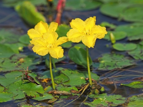 Nymphoides peltata deep - peltata, (deep