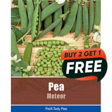 Vegetable Seeds Pea Meteor - 55 Seeds Garden Finest Seed
