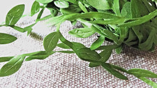 🌱 100 cm Leaf Ribbon -