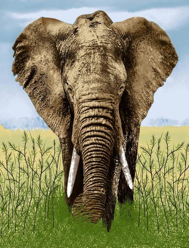 Large elephant mink throw - large,