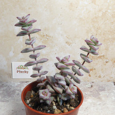 Crassula Rupestris Commutata