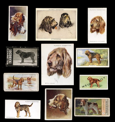 Otterhound hunting dog - hunting,