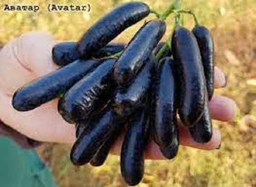 Avatar seedless grape - avatar,