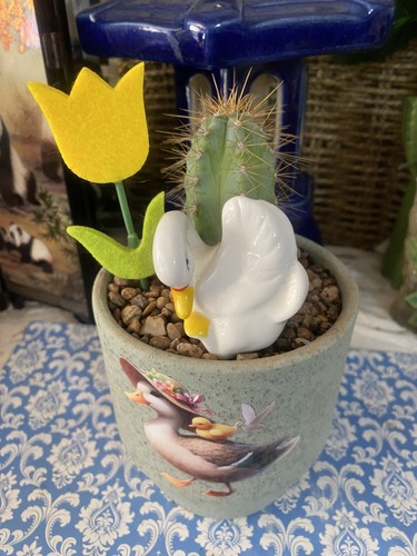 Cactus houseplant free - cactus,