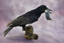 Taxidermy carrion crow wood - taxidermy,