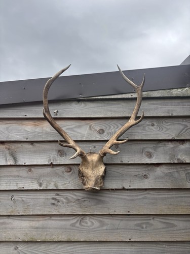 Highland red stag - highland, antlers
