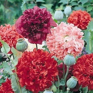 Poppy giant double - giant, mix