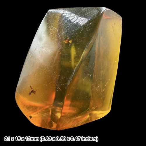 Rare mexican amber fossil - amber, with