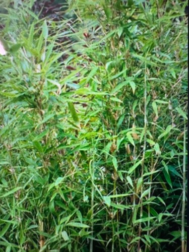 Hardy bamboo fargesia - hardy, (fargesia