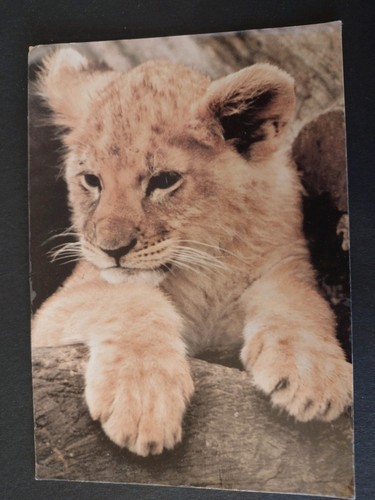 Animal postcard lion - animal, postcard,