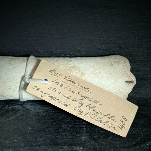 Fossil bos taurus leg bone - bos,