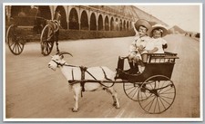TRANSPORT - Brighton Goat Cart