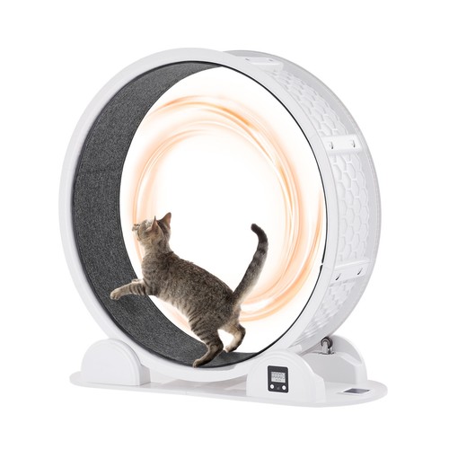 Cat exercise wheel - exercise,