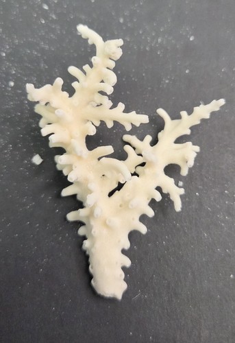 Real coral skeleton decoration - skeleton,