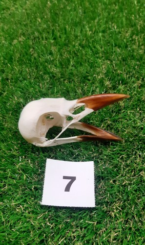 British carrion crow skull - carrion,