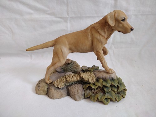 Teviotdale golden labrador - teviotdale,