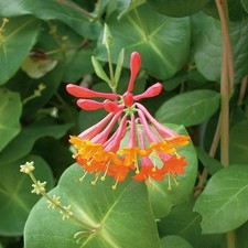 Honeysuckle Dropmore Scarlet 1