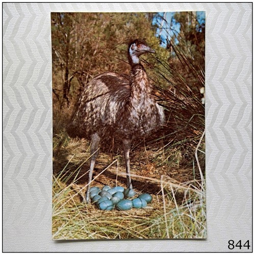 Emu with eggs - emu,