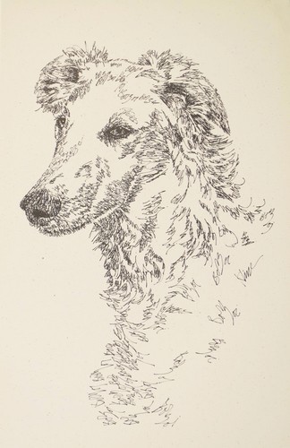 Borzoi russian wolfhound art - borzoi,