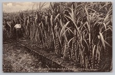 Bundaberg Sugar Cane Growing